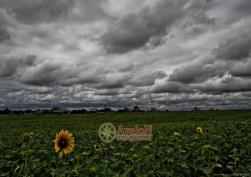 участок 15000 у.е.